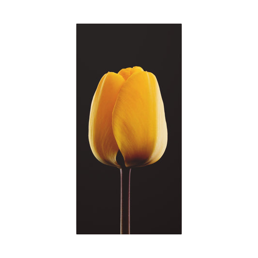 Yellow Tulip Canvas Wall Art — Matte Stretched Floral Print